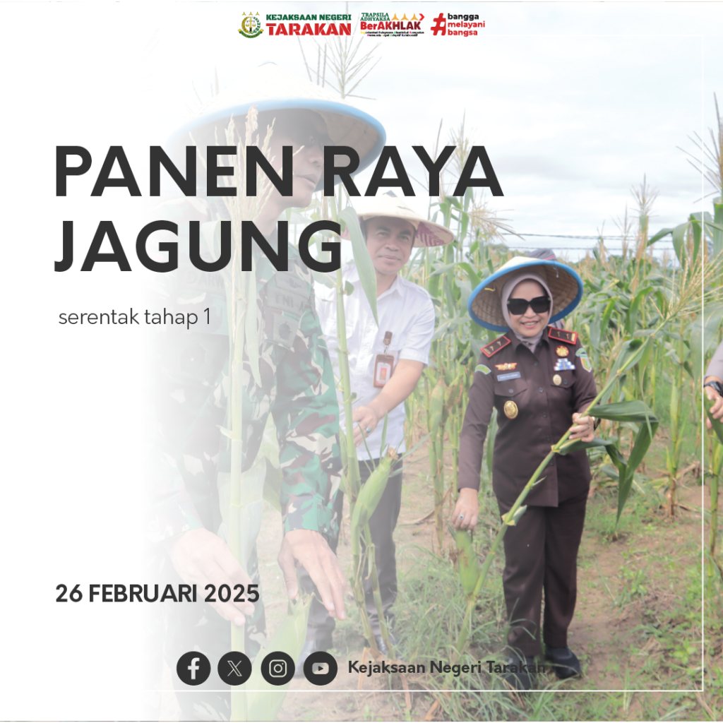 PANEN RAYA JAGUNG